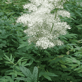 Лабазник вязолистный