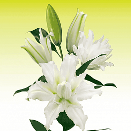 Лилия Roselily Eleonora