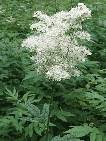 Лабазник вязолистный