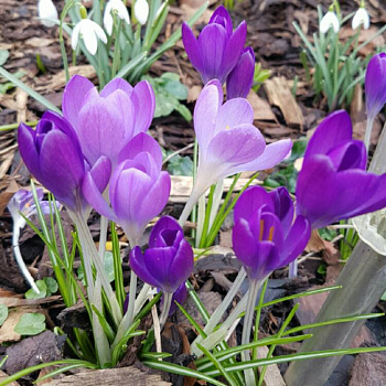 Крокус Ботанический Barr's purple