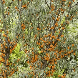 Облепиха крушиновидная Fresdorfer Orange