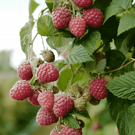 Малина обыкновенная Глен Файн