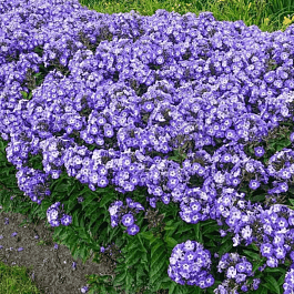 Флокс метельчатый Younique Round About