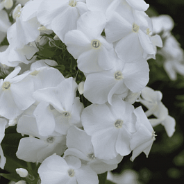 Флокс метельчатый Белый Клык