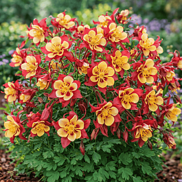 Аквилегия обыкновенная Early Bird Red Yellow