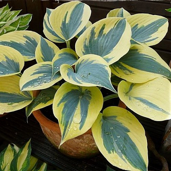 Хоста гибридная Бен Верной