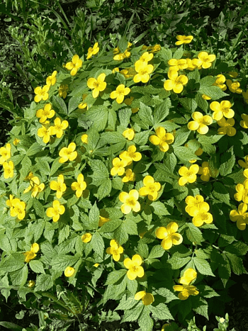 Хиломекон японский