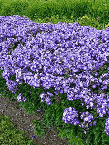 Флокс метельчатый Younique Round About