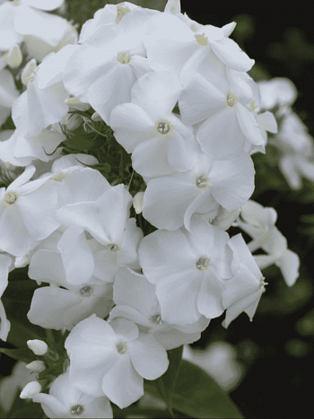 Флокс метельчатый Белый Клык