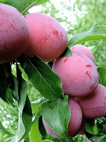 Алыча Принцесса