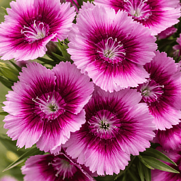 Гвоздика голландская Purple Picotee