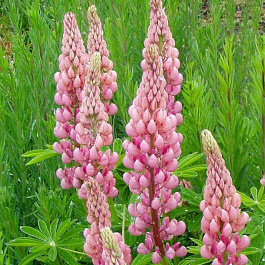 Люпин Люпини Пинк Шейдес