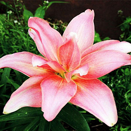 Лилия азиатская махровая Афродита НАБОР 2ШТ (2+2)