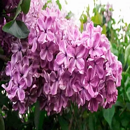 Сирень Николай Гумилев