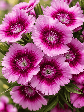 Гвоздика голландская Purple Picotee