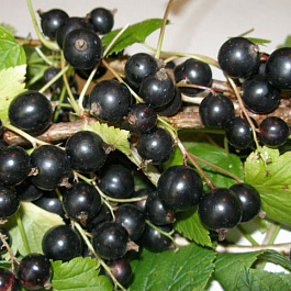 Смородина черная Славянка