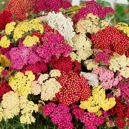 Тысячелистник Саммер Пастел микс