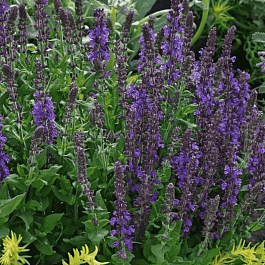 Шалфей дубравный Adora Blue