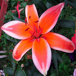 Лилия азиатская Ред Электрик НАБОР 2ШТ (2+2)