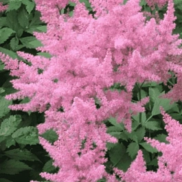 Астильба Арендса Federsee