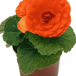 Бегония клубневая GO! Early Orange
