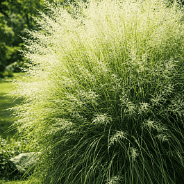 Споробол вриджти