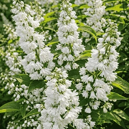 Дейция шершавая Pride of Rochester