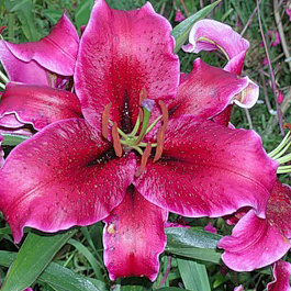 Лилия восточная Кобра