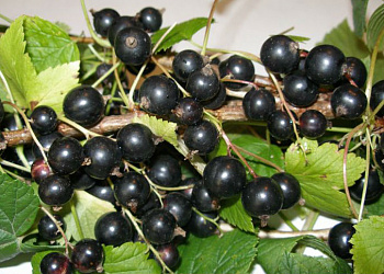 Смородина черная Славянка