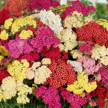 Тысячелистник Саммер Пастел микс