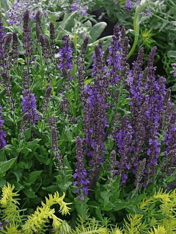 Шалфей дубравный Adora Blue