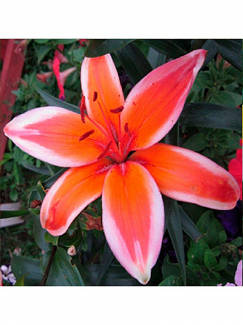 Лилия азиатская Ред Электрик НАБОР 2ШТ (2+2)