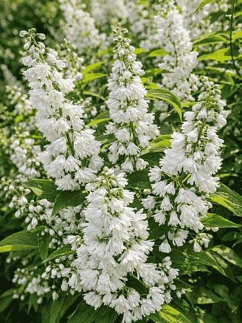 Дейция шершавая Pride of Rochester