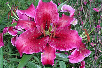 Лилия восточная Кобра