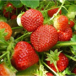 Земляника садовая Флорентина Земляника садовая Флорентина