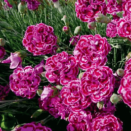 Гвоздика перистая James Portman