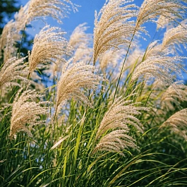 Мискантус New Hybrids