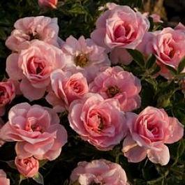Роза миниатюрная Pink Sunblaze