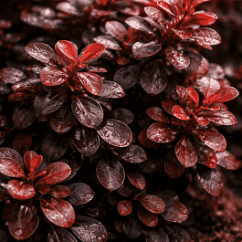 Барбарис Тунберга Dart's Red Lady