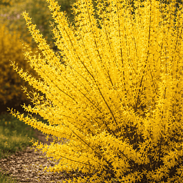 Форзиция промежуточная Minigold