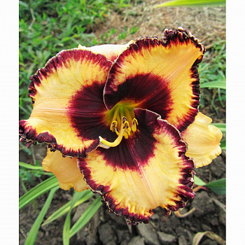 Лилейник гибридный Опен Май Айс