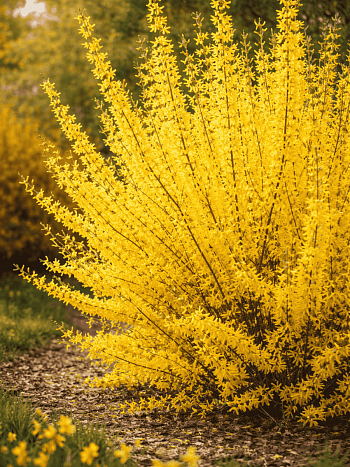 Форзиция промежуточная Minigold