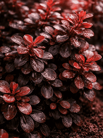 Барбарис Тунберга Dart's Red Lady