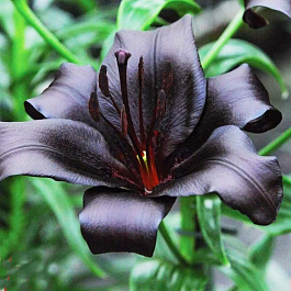 Лилия азиатская Найт Райдер НАБОР 2ШТ (2+2)