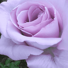 Роза Чайно-гибридная Blue Nile