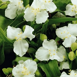 Традесканция Арендса Innocence