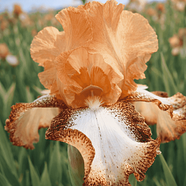 Ирис германский Siva Siva