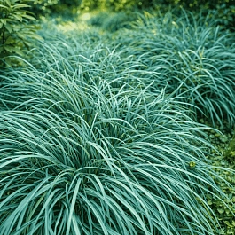 Осока повислая Blue Zinger