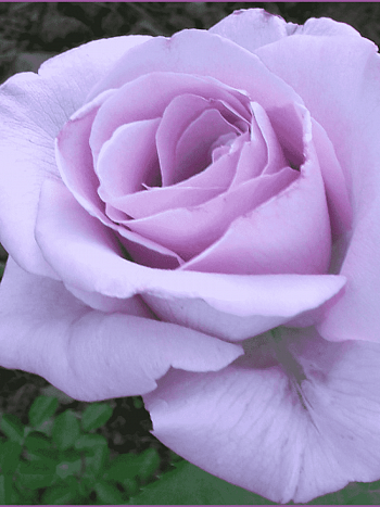 Роза Чайно-гибридная Blue Nile