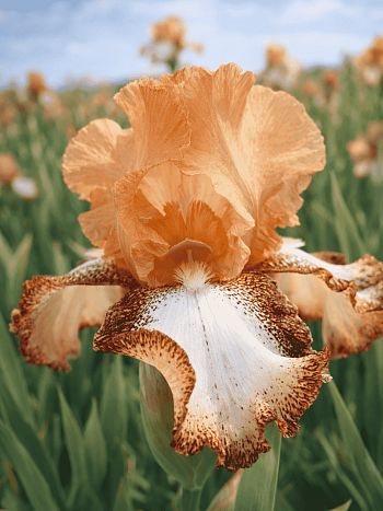 Ирис германский Siva Siva